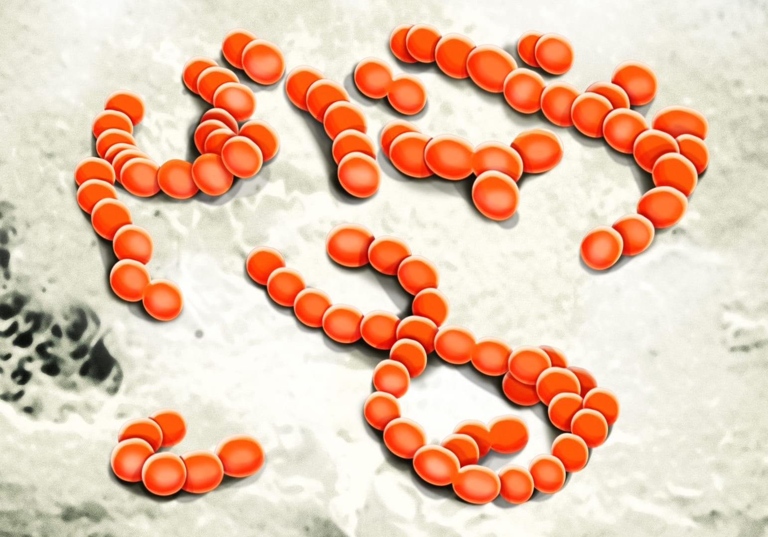 Streptococcus mutans Streptococcus mutans